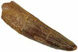 Fossil Spinosaurus Tooth - Real Dinosaur Tooth #311269-1